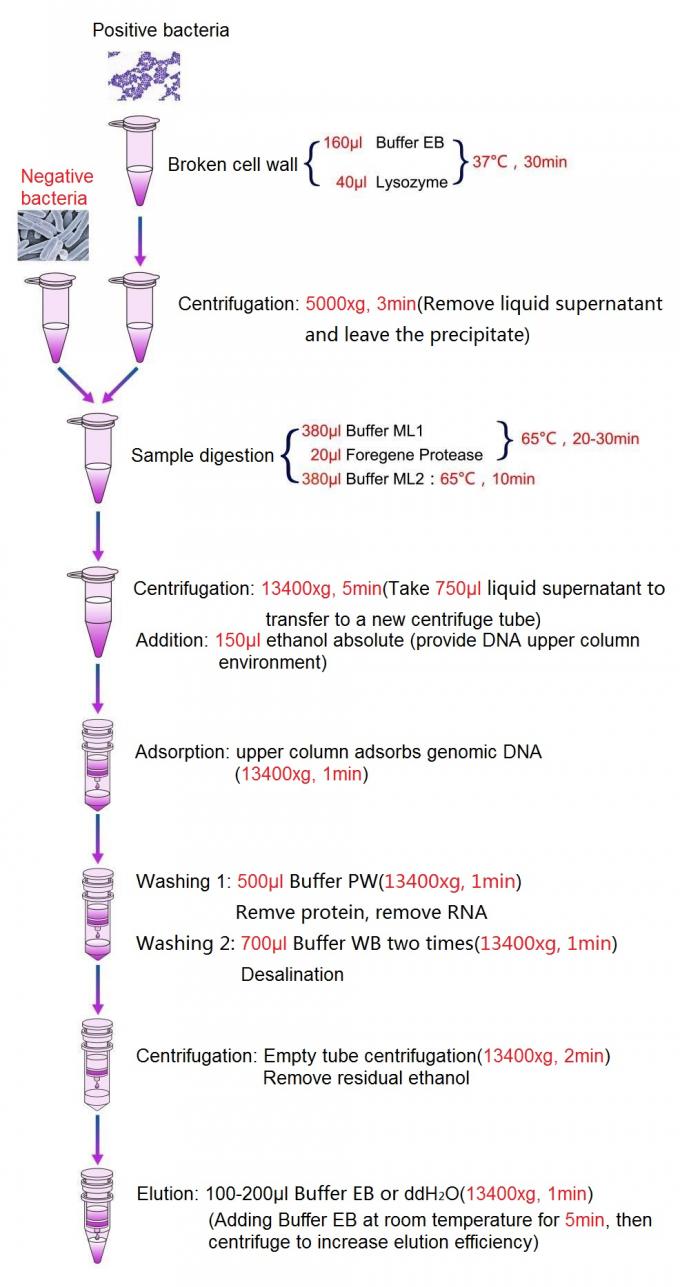 Βακτηριακή εξάρτηση απομόνωσης DNA