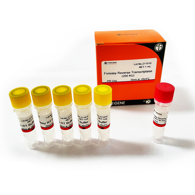 Foreasy μ-MLV αντίστροφο Transcriptase για PCR επέκτασης εγχυτήρων σύνθεσης CDNA τις εξαρτήσεις με την πολυμεράση DNA