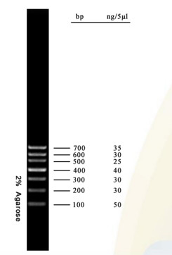 PCR πηκτωμάτων αγαρόζης δεικτών DNA σκάλα 700bp DNA εξαρτήσεων για τις μοριακές δοκιμές της βιολογίας