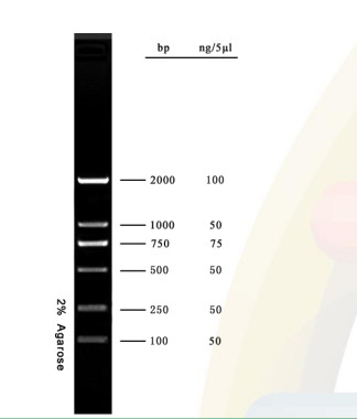 2000bp PCR πηκτωμάτων αγαρόζης δεικτών DNA σκάλα DNA εξαρτήσεων για την έρευνα