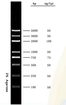 PCR πηκτωμάτων αγαρόζης δεικτών DNA σκάλα 5000bp DNA εξαρτήσεων για δοκιμές της ερευνητικής τις μοριακές βιολογίας